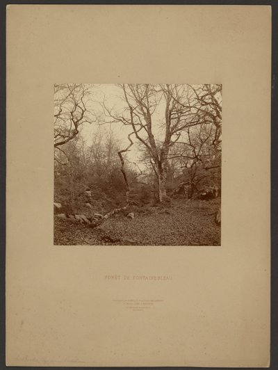 Bosque de Fontainebleau de William Drooke Harrison