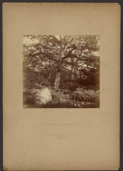 Bosque de Fontainebleau de William Drooke Harrison