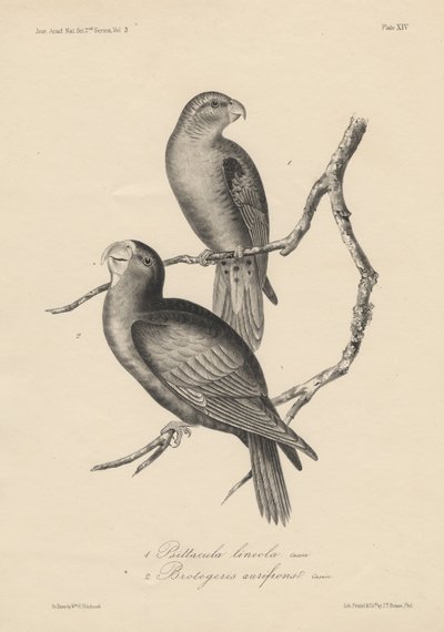 1. Psittacula lineola y 2. Brotogeris aurifrons, litografía por J.T. Bowen, 1850 de William E. Hitchcock