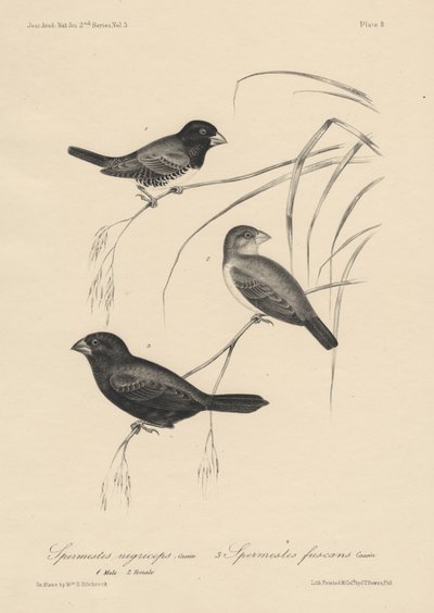 Spermestes Nigriceps (macho y hembra) y Spermestes Fuscans, litografía por J.T. Bowen, 1850 de William E. Hitchcock