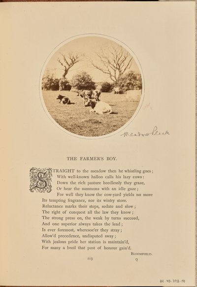 [Escena pastoral con ganado descansando en un campo, Inglaterra] de William Grundy