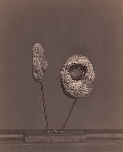 Articulación de rodilla excisada. Una bala de mosquete redonda en el cóndilo interno del fémur derecho, 1866-67 de William H. Bell
