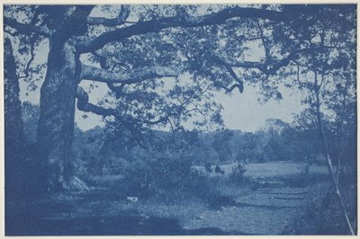 Gran roble en el borde del prado de William H. Cades