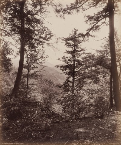 Vista del acantilado, a través de los árboles de William H. Rau