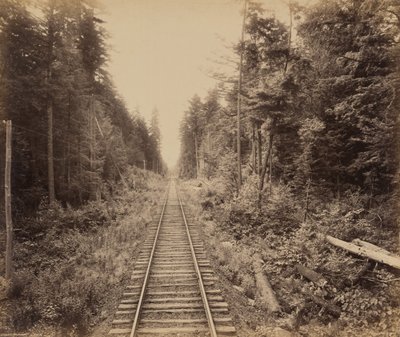 Bosque de cicuta de William H. Rau