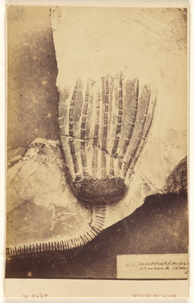 [Fósil de un crinoideo] de William Hart