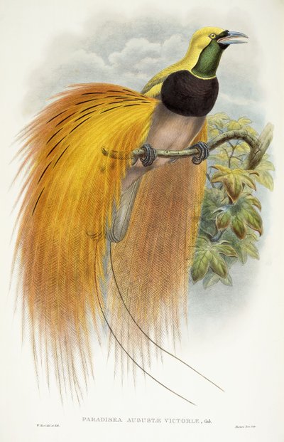 Paradisea Augustae Victoriae, 1891-1898 de William Hart