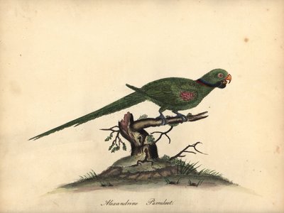 Perico Alejandrino, Psittacula eupatria. (Psittacus alexandri) Grabado en cobre coloreado a mano de una ilustración de William Hayes de Portraits of Rare and Curious Birds from the Menagery of Osterly Park. de William Hayes