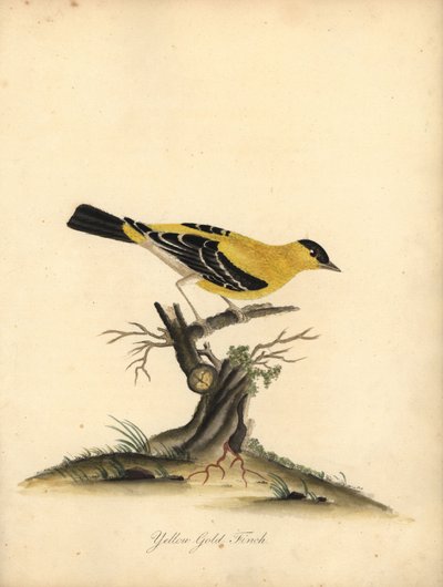 Jilguero americano, Carduelis tristis. (Yellow goldfinch, Fringilla tristis) Grabado en cobre coloreado a mano de una ilustración de William Hayes de Portraits of Rare and Curious Birds from the Menagery of Osterly Park. de William Hayes