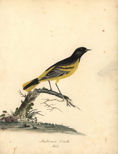 Oropéndola de Baltimore, Icterus galbula. (Baltimore oriole, Oriolus baltimore) Grabado en cobre coloreado a mano de una ilustración de Matilda Hayes de Portraits of Rare and Curious Birds from the Menagery of Osterly Park de William Hayes, Londres: Bulmer de William Hayes