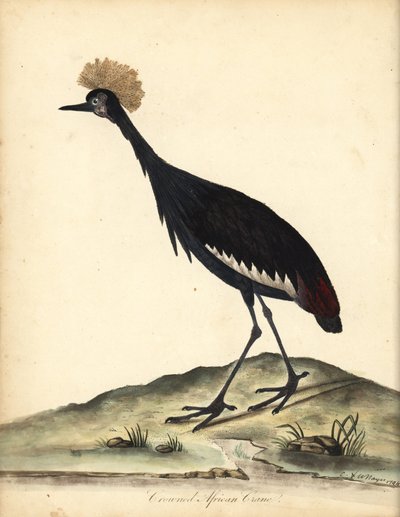 Grulla de corona negra, Balearica pavonina. (Ardea pavonina). Vulnerable. Grabado en cobre coloreado a mano de una ilustración de William Hayes y su hijo C de Portraits of Rare and Curious Birds from the Menagery of Osterly Park (Londres: Bulmer de William Hayes