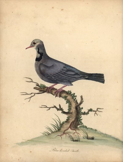 Paloma de cabeza azul, Starnoenas cyanocephala. En peligro de extinción. (Tortuga o paloma de cabeza azul, Columba cyanocephala) Grabado en cobre coloreado de una ilustración de William Hayes de Portraits of Rare and Curious Birds from the Menagery of Oste de William Hayes
