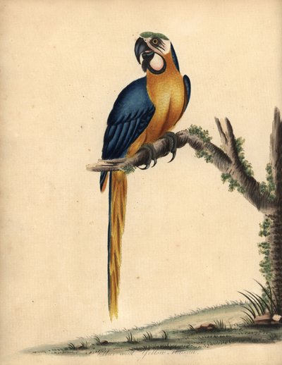 Guacamayo azul y amarillo, Ara ararauna. (Blue and yellow maccaw, Psittacus ararauna) Grabado en cobre coloreado de una ilustración de William Hayes de Portraits of Rare and Curious Birds from the Menagery of Osterly Park, Londres: Bulmer de William Hayes