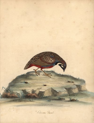 Codorniz de pecho azul, Coturnix chinensis. (Codorniz china, Tetrao chinensis) Grabado en cobre coloreado de una ilustración de William Hayes de Portraits of Rare and Curious Birds from the Menagery of Osterly Park, Londres: Bulmer de William Hayes