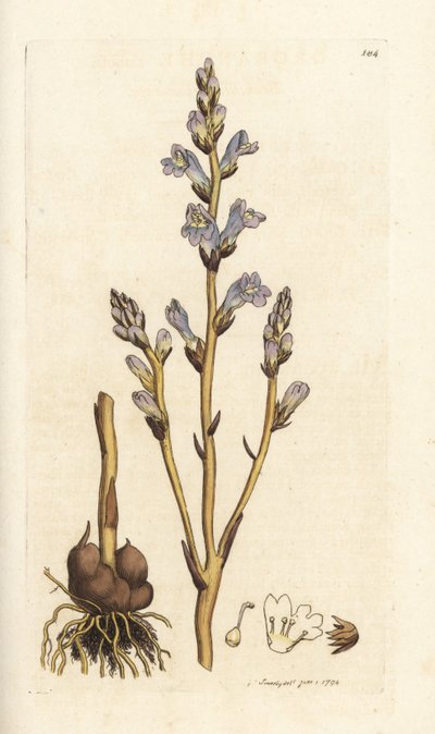 Escoba ramificada, Orobanche ramosa. Grabado en cobre coloreado a mano por James Sowerby de la obra Botánica inglesa de James Smith, Londres de William Hayes