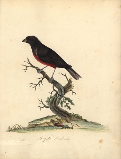 Pinzón de vientre castaño, Oryzoborus angolensis. (Angola grosbeak, Loxia angolensis) Grabado en cobre coloreado de una ilustración de William Hayes de Portraits of Rare and Curious Birds from the Menagery of Osterly Park, Londres: Bulmer de William Hayes
