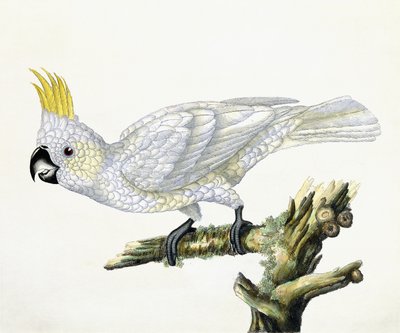 Cacatúa, 1779 de William Hayes