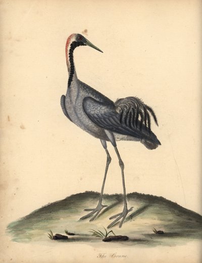 Grus grus (Ardea grus) Grabado en cobre coloreado de una ilustración de William Hayes de Portraits of Rare and Curious Birds from the Menagery of Osterly Park. de William Hayes