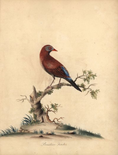 Granadero común, Uraeginthus granatinus, originario de África. (Pinzón brasileño, Fringilla granatina) Grabado en cobre coloreado a mano de una ilustración de William Hayes de Portraits of Rare and Curious Birds from the Menagery of Osterly Park, Londres:  de William Hayes