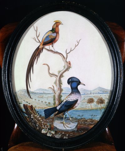 Faisán dorado y arrendajo de William Hayes