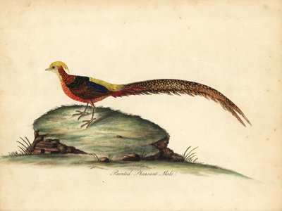 Faisán dorado o chino, Chrysolophus pictus, macho. (Faisán pintado, Phasianus pictus) Grabado en cobre coloreado a mano de una ilustración de William Hayes de Portraits of Rare and Curious Birds from the Menagery of Osterly Park, Londres: Bulmer de William Hayes