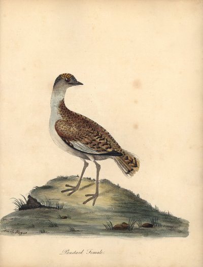 Avutarda, Otis tarda, hembra. Vulnerable. Grabado en cobre coloreado a mano de una ilustración de William y Emily Hayes de la obra de William Hayes Portraits of Rare and Curious Birds from the Menagery of Osterly Park. de William Hayes