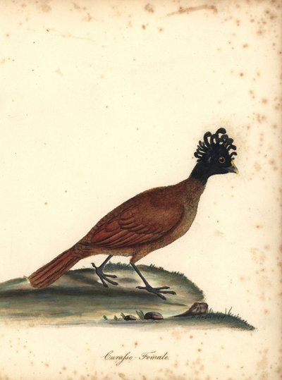 Curaso, Crax rubra, hembra (Curasso, Crax rubra) Vulnerable. Grabado en cobre coloreado a mano de una ilustración de M (Matilda) Hayes de la obra de William Hayes Portraits of Rare and Curious Birds from the Menagery of Osterly Park, Londres: Bulmer de William Hayes