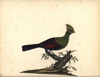 Turaco de Guinea o verde, Tauraco persa. (Touraco, Cuculus persa) Grabado en cobre coloreado a mano de una ilustración de William Hayes de Portraits of Rare and Curious Birds from the Menagery of Osterly Park, Londres: Bulmer de William Hayes
