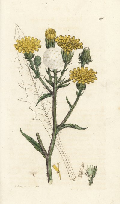 Lengua de buey Hawkweed, Picris hieracioides. Grabado en cobre coloreado a mano por James Sowerby de la obra Botánica inglesa de James Smith, Londres de William Hayes