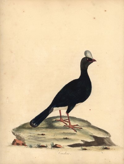 Pauxi unicornis. En peligro de extinción. (Cushew, Crax pauxi). Grabado en cobre coloreado de una ilustración de William Hayes de Portraits of Rare and Curious Birds from the Menagery of Osterly Park (Londres: Bulmer de William Hayes