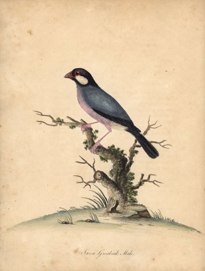 Gorrión de Java, Lonchura oryzivora. Vulnerable. (Java grosbeak, Loxea oryxivora) Grabado en cobre coloreado de una ilustración de William Hayes de Portraits of Rare and Curious Birds from the Menagery of Osterly Park, Londres: Bulmer de William Hayes