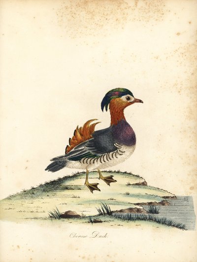 Pato mandarín, Aix galericulata. (Pato chino, Anas galericulata) Grabado en cobre coloreado a mano de una ilustración de William Hayes de Portraits of Rare and Curious Birds from the Menagery of Osterly Park, Londres: Bulmer de William Hayes