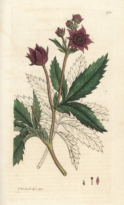 Cinquefoil del pantano, Comarum marsh. Grabado en cobre coloreado a mano por James Sowerby de la obra Botánica inglesa de James Smith, Londres de William Hayes