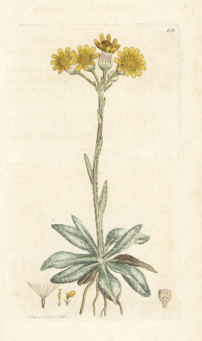 Tephroseris integrifolia (Cineraria integrifolia). Grabado en cobre coloreado a mano por James Sowerby de la obra Botánica inglesa de James Smith, Londres de William Hayes