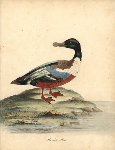 Paleta norteña, Anas clypeata, macho. Grabado en cobre coloreado de una ilustración de William Hayes de Portraits of Rare and Curious Birds from the Menagery of Osterly Park (Londres: Bulmer de William Hayes