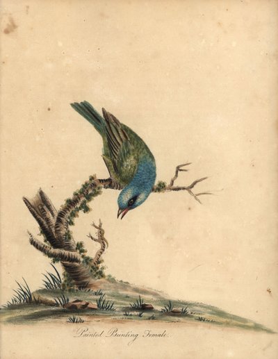 Escribano pinto, Passerina ciris, hembra. Casi amenazado. Grabado en cobre coloreado de una ilustración de William Hayes de Portraits of Rare and Curious Birds from the Menagery of Osterly Park (Londres: Bulmer de William Hayes