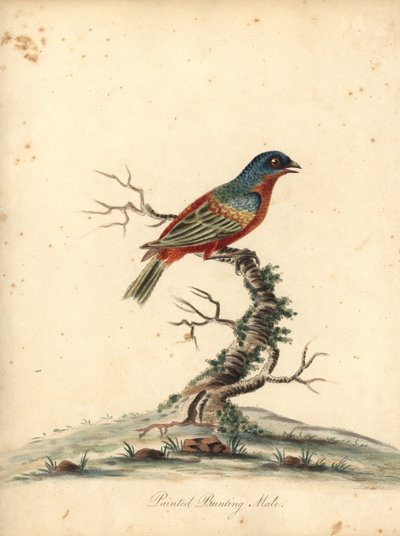 Colorín pintado, Passerina ciris, macho. Casi amenazado. Grabado en cobre coloreado de una ilustración de William Hayes de Portraits of Rare and Curious Birds from the Menagery of Osterly Park (Londres: Bulmer de William Hayes