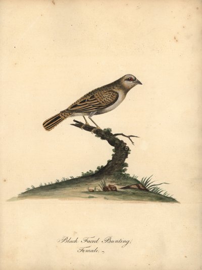 Quelea quelea, hembra (Escarabajo de cara negra, Embereza quelea) Grabado en cobre coloreado de una ilustración de William Hayes de Portraits of Rare and Curious Birds from the Menagery of Osterly Park (Londres: Bulmer de William Hayes