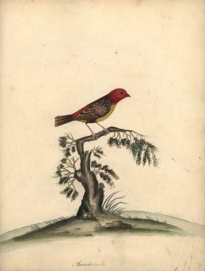 Red avadavat, Amandava amandava. (Amaduvade, Fringilla amandava) Grabado en cobre coloreado a mano de una ilustración de William Hayes de Portraits of Rare and Curious Birds from the Menagery of Osterly Park. de William Hayes