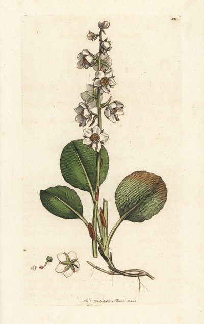 Gaulteria de hoja redonda, Pyrola rotundifolia. Grabado en cobre coloreado a mano por James Sowerby de James Smith