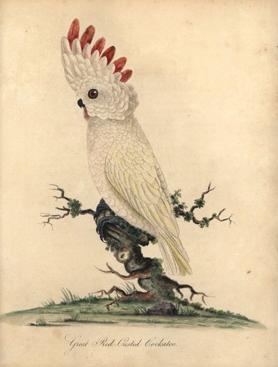 Cacatúa salmón o moluca, Cacatua moluccensis. (Cacatúa de cresta roja) Vulnerable. Grabado en cobre coloreado de una ilustración de William Hayes de Portraits of Rare and Curious Birds from the Menagery of Osterly Park (Londres: Bu de William Hayes