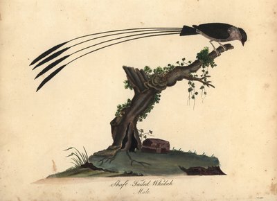 Pava de cola de fuste, Vidua regia. (Shaft-tailed whidah, Emberiza regia) Grabado en cobre coloreado a mano de una ilustración de William Hayes y su hija M (Matilda) de Portraits of Rare and Curious Birds from the Menagery of Osterly Park, London: de William Hayes