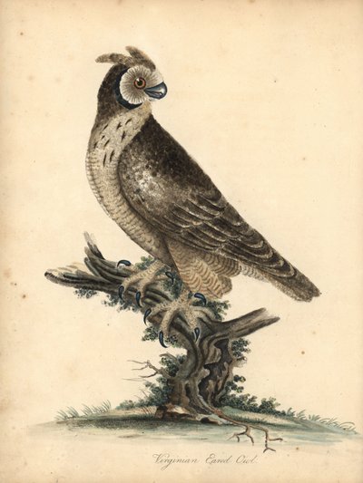 Búho de orejas cortas, Asio flammeus. (Búho de orejas virginianas) Grabado en cobre coloreado a mano de una ilustración de William Hayes y su hija M (Matilda) de Portraits of Rare and Curious Birds from the Menagery of Osterly Park, Londres: Bulmer de William Hayes