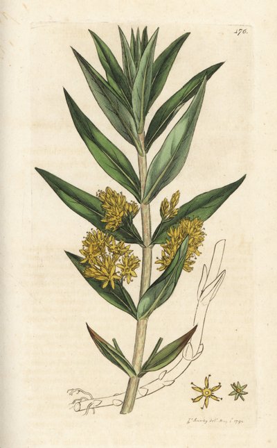 Lysimachia thyrsiflora. Grabado en cobre coloreado a mano por James Sowerby de James Smith