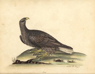 Águila marina de cola blanca, Haliaeetus albicilla (Erne, Aquila albicilla). Grabado en cobre coloreado a mano de una ilustración de William Hayes y su hija M (Matilda) de Portraits of Rare and Curious Birds from the Menagery of Osterly Park, Londres: B de William Hayes