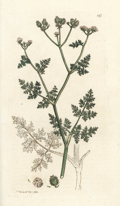 Flor de encaje blanco, Orlaya grandiflora (Pequeño caucalis o perejil basardo, Caucalis daucoides). Grabado en cobre coloreado a mano por James Sowerby de James Smith