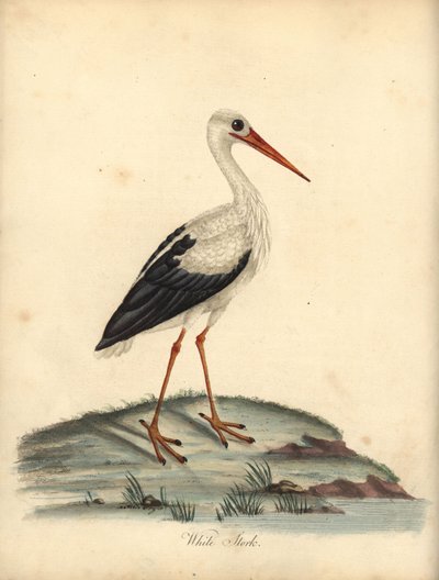 Cigüeña blanca, Ciconia ciconia. (Ardea ciconia) Grabado en cobre coloreado a mano de una ilustración de William Hayes y Matilda Hayes de la obra de William Hayes Portraits of Rare and Curious Birds from the Menagery of Osterly Park, Londres: Bulmer de William Hayes