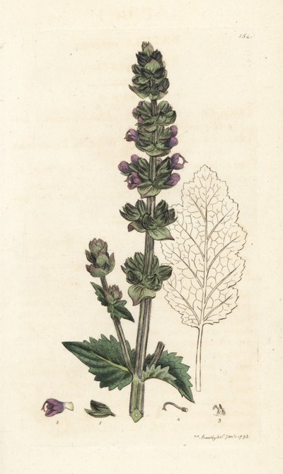 Aligustre inglés silvestre, Salvia verbenaca. Grabado en cobre coloreado a mano por James Sowerby de la obra Botánica inglesa de James Smith, Londres de William Hayes