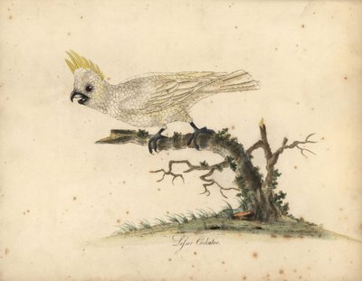 Cacatúa de cresta amarilla, Cacatua sulphurea En peligro crítico de extinción. (Cacatúa blanca menor) Grabado en cobre coloreado a mano de una ilustración de William Hayes de Portraits of Rare and Curious Birds from the Menagery of Osterly Park. de William Hayes