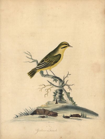Pinzón amarillo, Fringilla butyracea. ¿Extinguido? Grabado en cobre coloreado de una ilustración de William Hayes de Portraits of Rare and Curious Birds from the Menagery of Osterly Park (Londres: Bulmer de William Hayes